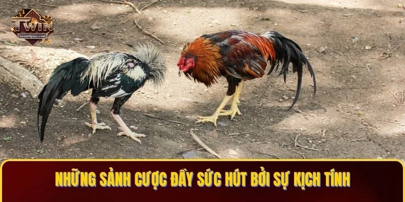 Những sảnh cược đầy sức hút bởi sự kịch tính